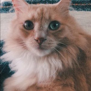 Meet your Posher, Nadine